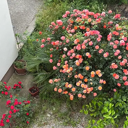 Old Stone דירה מוסטר